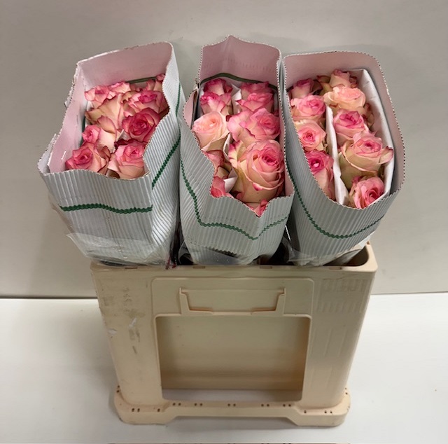 Rosa gr jumilia KW.jpg